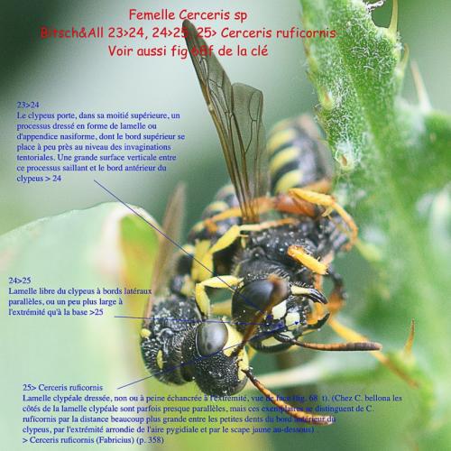 Réf. 235 477 : Cerceris quinquefasciata